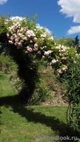 Pink Ghislaine de Féligonde ® Pink Ghislaine de Féligonde ®