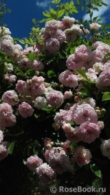 Pink Ghislaine de Féligonde ® Pink Ghislaine de Féligonde ®