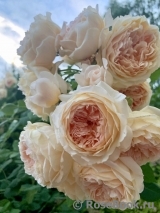 Crown Princess Margareta® Crown Princess Margareta®