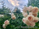 Crown Princess Margareta® Crown Princess Margareta®