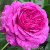 Heidi Klum Rose Heidi Klum Rose