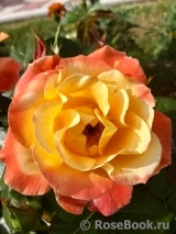 Soleil du Monde Soleil du Monde