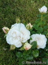 Glamis Castle® Glamis Castle®