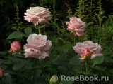 Kordes' Rosenfaszination ® Kordes' Rosenfaszination ®