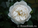 Desdemona Desdemona