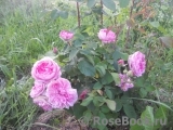 Gertrude Jekyll Gertrude Jekyll