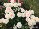Chandos Beauty Chandos Beauty
