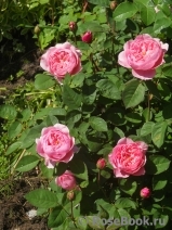 The Alnwick Rose The Alnwick Rose