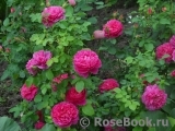 Princess Anne Princess Anne