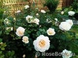 Crocus Rose® Crocus Rose®