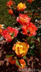 Soleil du Monde Soleil du Monde