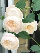 Desdemona Desdemona