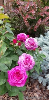 Heidi Klum Rose Heidi Klum Rose