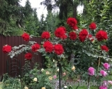 Roter Korsar Roter Korsar