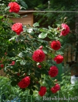 Rosarium Uetersen Rosarium Uetersen