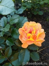 Goldelse Goldelse