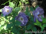 Blue for You Blue for You