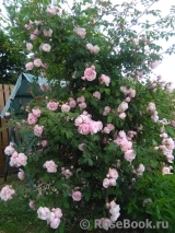 Albertine Albertine