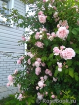 Albertine Albertine