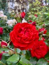 Scarlet BONICA ® Scarlet BONICA ®