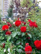 Scarlet BONICA ® Scarlet BONICA ®