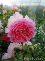 Jubilee Celebration® Jubilee Celebration®