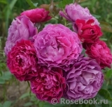 Scent of Woman ® Scent of Woman ®
