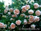 Abraham Darby Abraham Darby