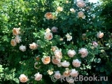 Abraham Darby Abraham Darby