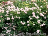 Rosengräfin Marie Henriette Rosengräfin Marie Henriette
