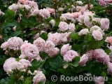 Rosengräfin Marie Henriette Rosengräfin Marie Henriette