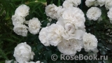 White Meidiland White Meidiland