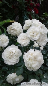 White Meidiland White Meidiland