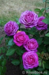 Heidi Klum Rose Heidi Klum Rose