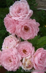 Pink Medallion Pink Medallion