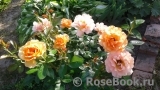 Rosemary Harkness Rosemary Harkness