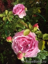 Princess Alexandra of Kent Princess Alexandra of Kent