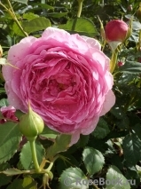 Princess Alexandra of Kent Princess Alexandra of Kent
