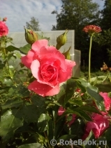 Rosarium Uetersen