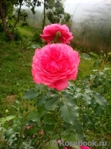 Rosarium Uetersen