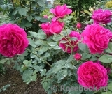 Darcey Bussell Darcey Bussell
