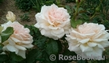 Chandos Beauty Chandos Beauty