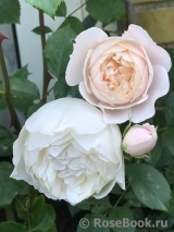 Desdemona Desdemona