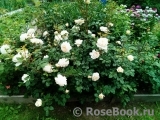 Crocus Rose® Crocus Rose®
