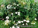 Crocus Rose® Crocus Rose®