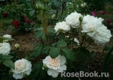 Pride and Prejudice Pride and Prejudice