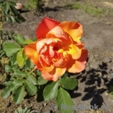 Westerland Westerland
