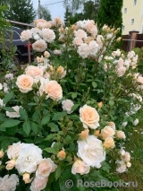 Sweet Honey ® Sweet Honey ®