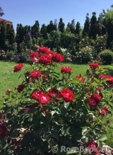 Rose der Einheit ® Rose der Einheit ®