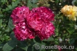 Belle de Segosa® Belle de Segosa®